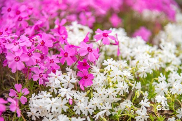 近日,青岛世博园内的芝樱花迎来盛花期