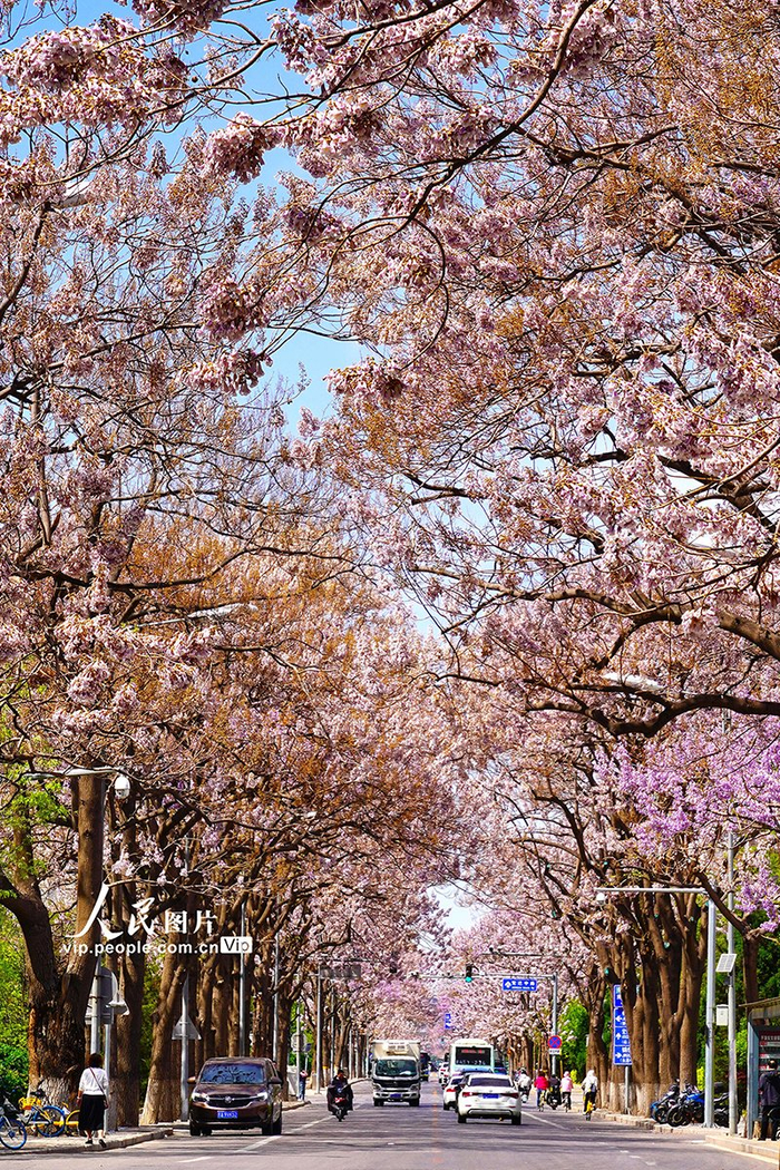 北京:"泡桐大道"景如画__财经头条
