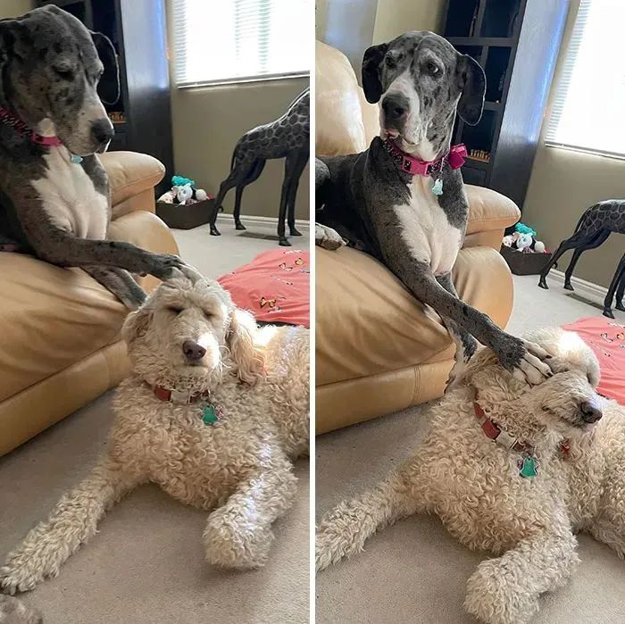 "你冲我主人抛媚眼了?"表情包这不就来了吗?