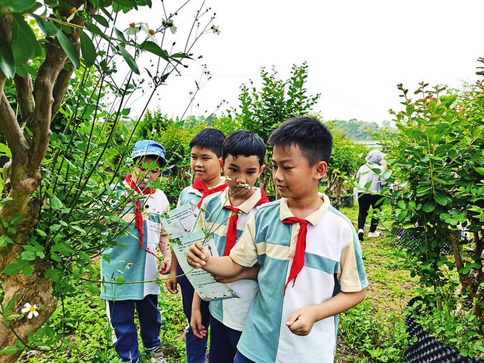 南宁市澳华小学三年级学生探索紫薇花木生长的奥秘。（田海清 摄）