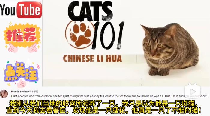 中国狸花猫在国外高值2500美金,国内却无人珍惜!