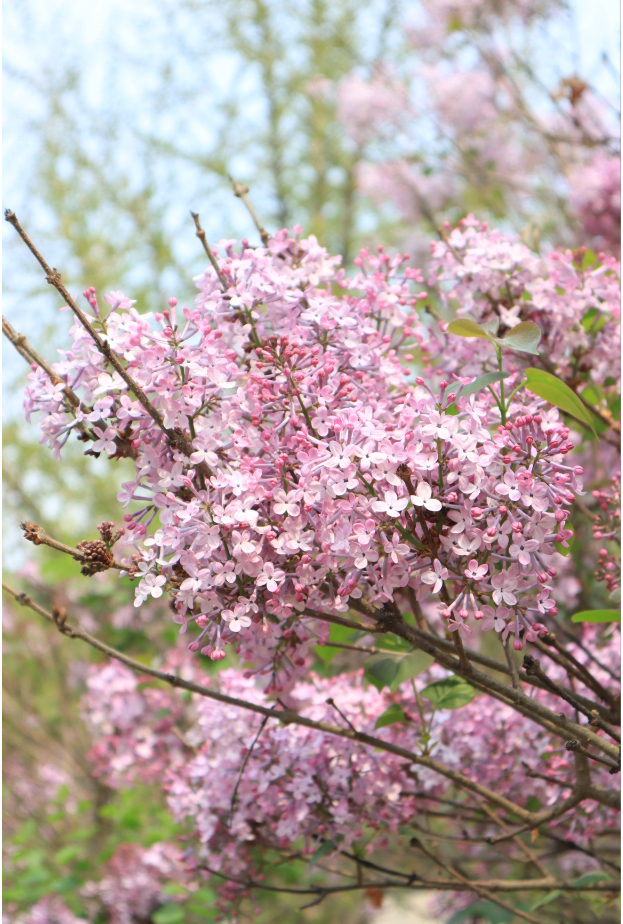 又见丁香花开,太惊艳了!