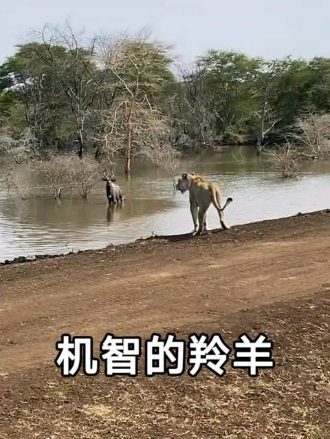 羚羊在鳄鱼和狮子的夹击下,展示了如何巧妙地利用计谋化解危机