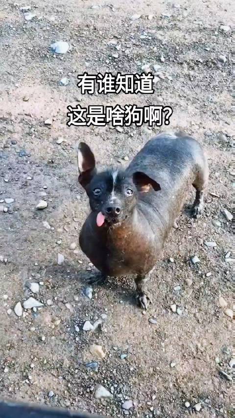 这到底是什么品种的狗怎么这么丑