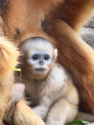 猴妈进食小不点闹腾着