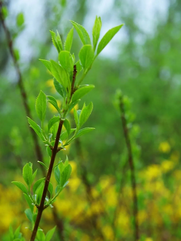 沐一场人间春色听一曲雨落情长