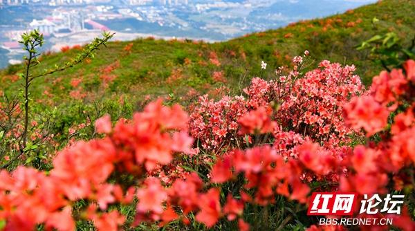 每日一图湖南人间四月芳菲尽瑶山杜鹃始盛开