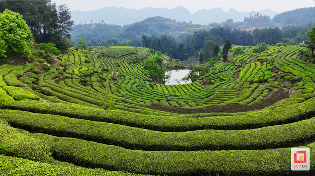 采摘果蔬,休闲观光 荣县旭阳镇演绎乡村魅力