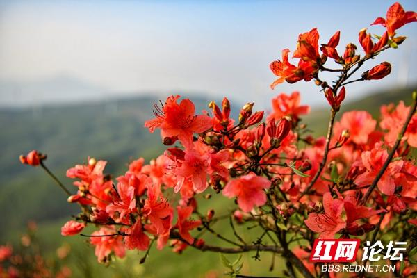 每日一图湖南人间四月芳菲尽瑶山杜鹃始盛开