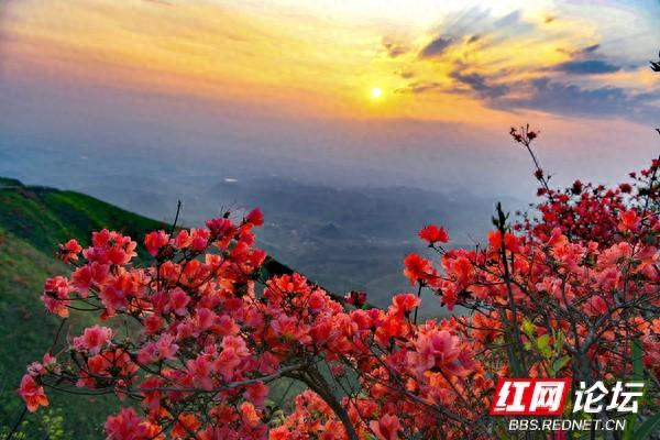 每日一图湖南人间四月芳菲尽瑶山杜鹃始盛开