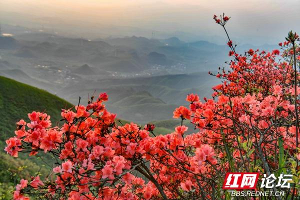 每日一图湖南人间四月芳菲尽瑶山杜鹃始盛开