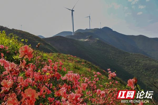 每日一图湖南人间四月芳菲尽瑶山杜鹃始盛开