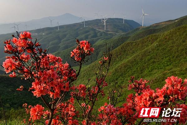 每日一图湖南人间四月芳菲尽瑶山杜鹃始盛开