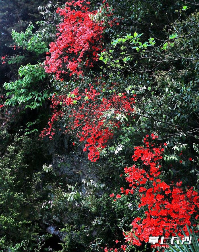 岭上开遍映山红