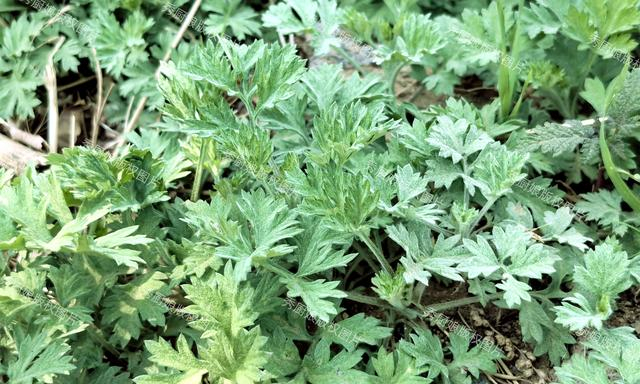 这道菜色香味美,苜蓿草的清香与面粉的香脆相得益彰,口感独特.3.