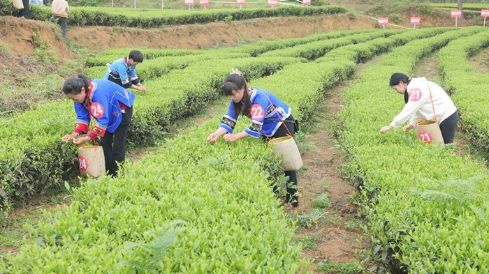 紫云县坝羊镇举办首届采茶节促进茶旅融合发展