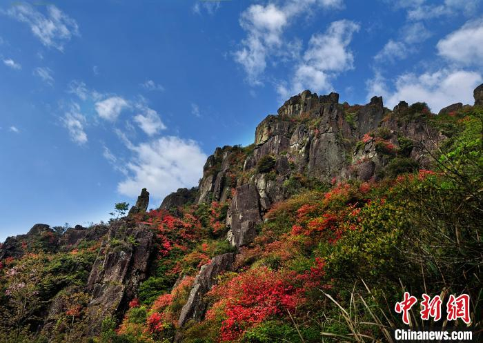 浙江苍南高山杜鹃花争奇斗艳醉游人
