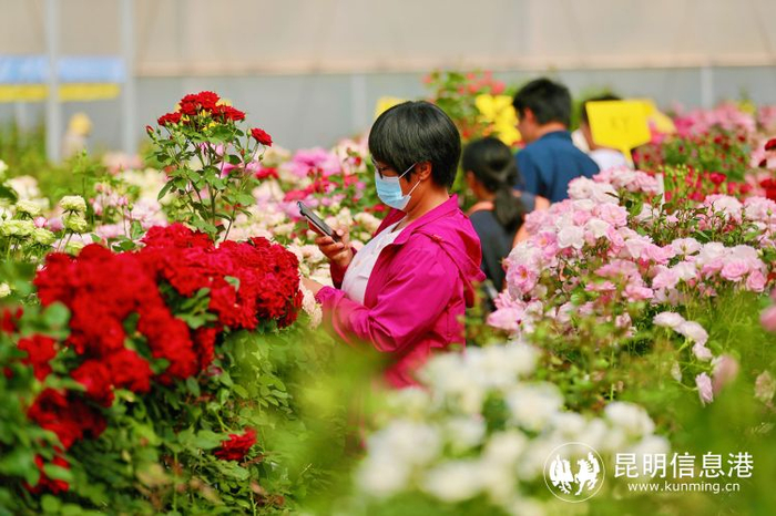 发布76个月季研发新品 呈贡区斗南花卉产业加快提质升级步伐|云南省