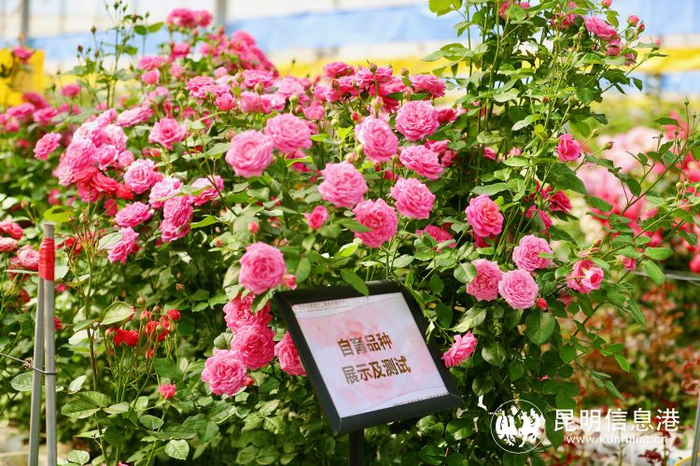 发布76个月季研发新品 呈贡区斗南花卉产业加快提质升级步伐|云南省
