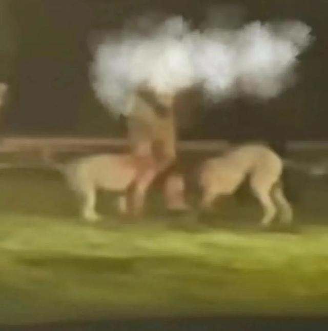 "小区内深夜斗狗"狗主人之一被处罚 本人回应→|犬只|狗主人|宙斯