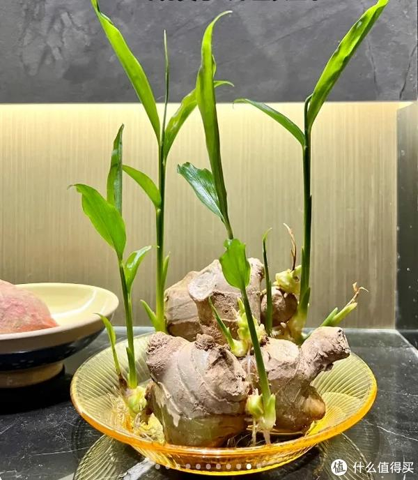 我在工位上水培生姜打下一桶姜山同事纷纷效仿