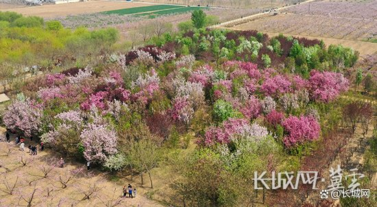 葛渔城镇林海桃源。长城网·冀云客户端通讯员 吴勇辉 摄