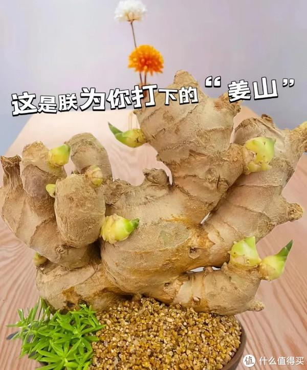 我在工位上水培"生姜",打下一桶姜山,同事纷纷效仿