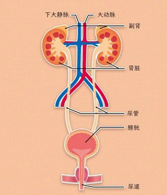 总的来说,肾脏这个器官的确和生殖器官存在联系但因为肾脏和生殖器官