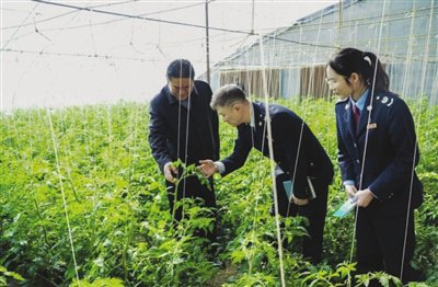 助欢坨西红柿端上更多市民餐桌图