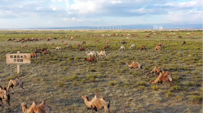 旺源集团“万驼园”