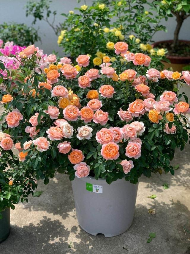 月季花简直是养花人的心头爱啊,在院子里面,露台上面,窗台上面,阳台