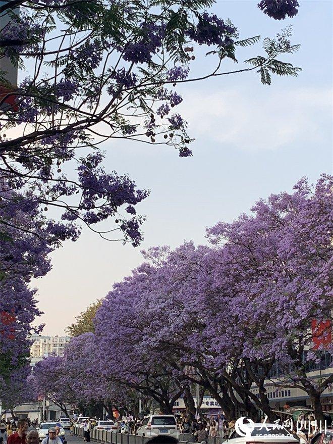 西昌市市花图片