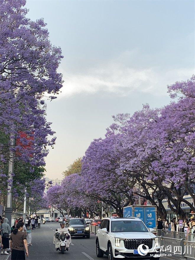 西昌蓝花楹图片图片