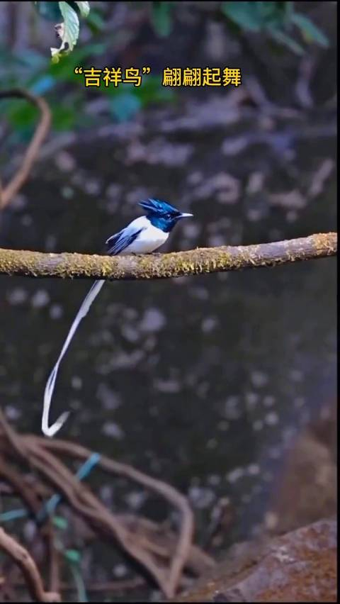绶带鸟被称为吉祥鸟有好运吉祥之意