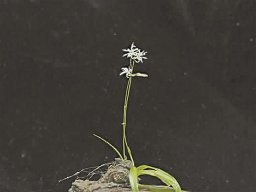 八桂深山多香草