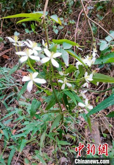 武汉科研人员发现铁线莲属植物新物种