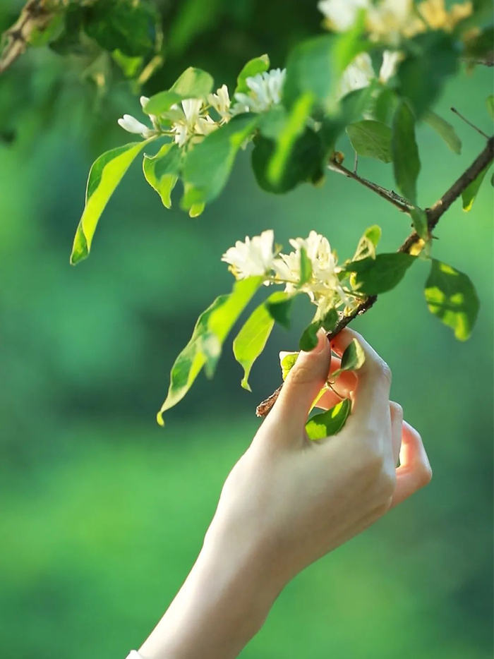 有一种美,叫顺其自然,一切随缘!