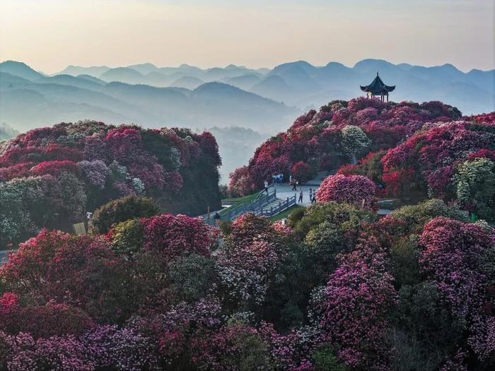 贵州毕节国家森林公园图片