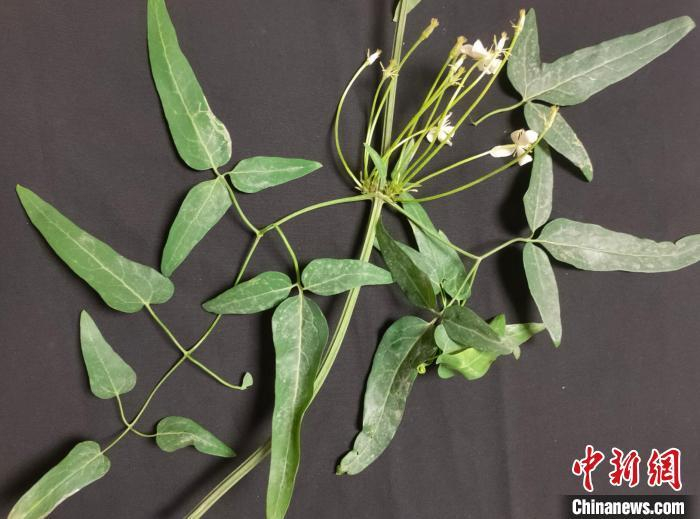 武汉科研人员发现铁线莲属植物新物种