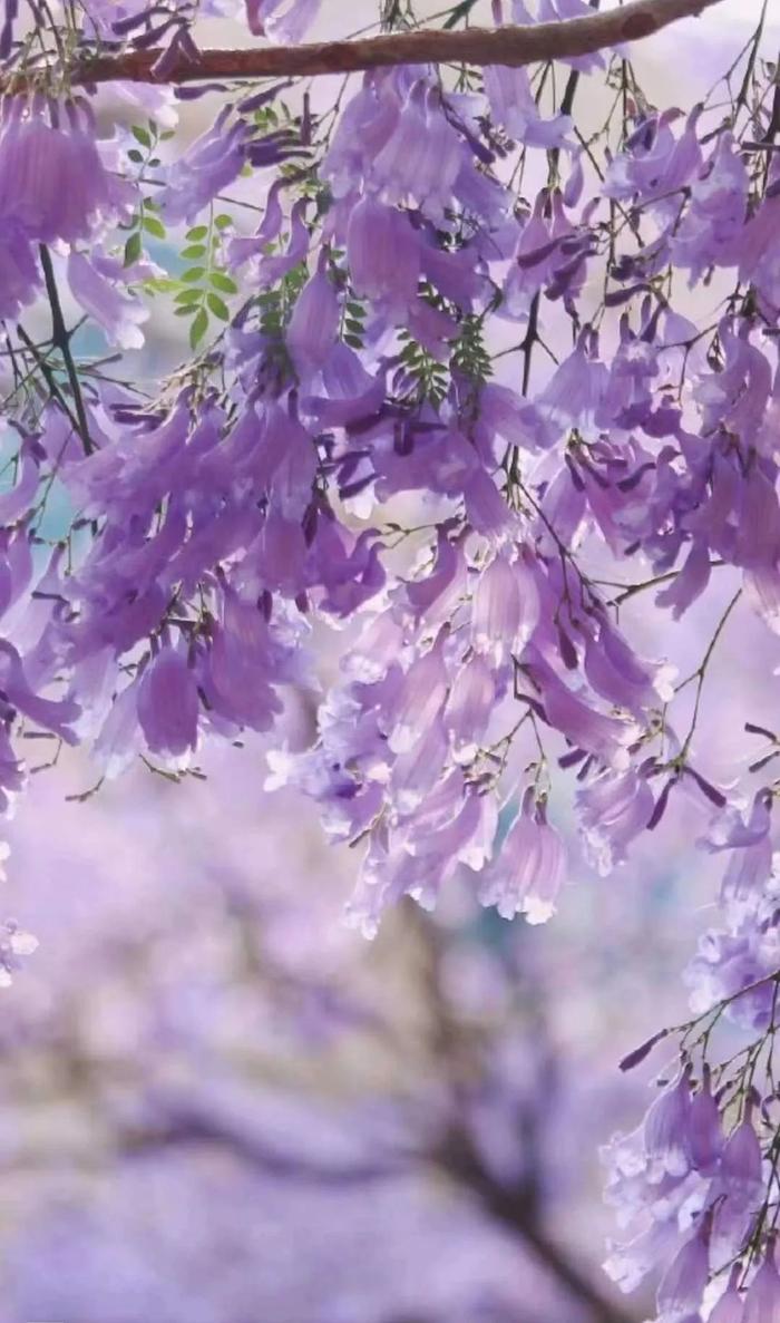 蓝花楹 昆明8大观赏地 邂逅一场惊艳四座的紫色花海