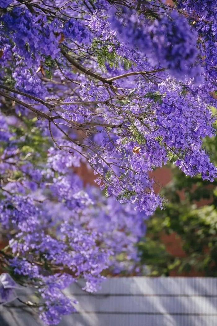 蓝花楹 昆明8大观赏地 邂逅一场惊艳四座的紫色花海