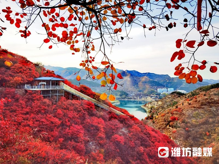走天路·潍坊青州篇|景村共建,昔日"空壳村"华丽变身