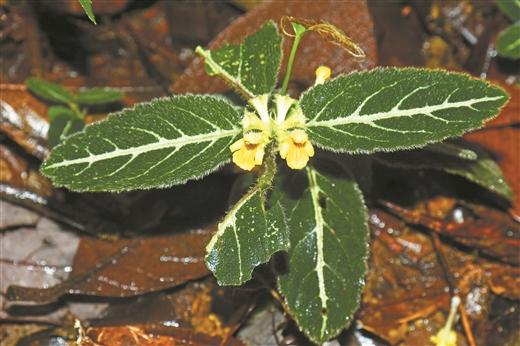 八桂深山多香草