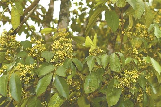 八桂深山多香草