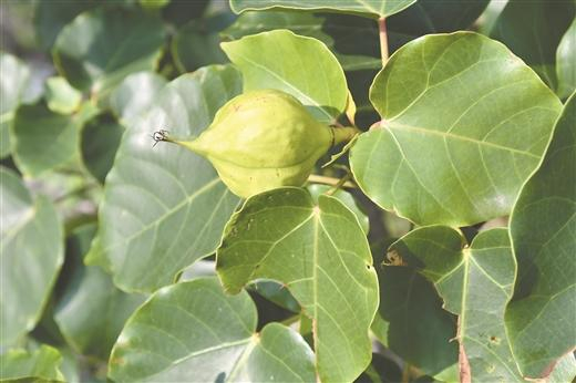 八桂深山多香草