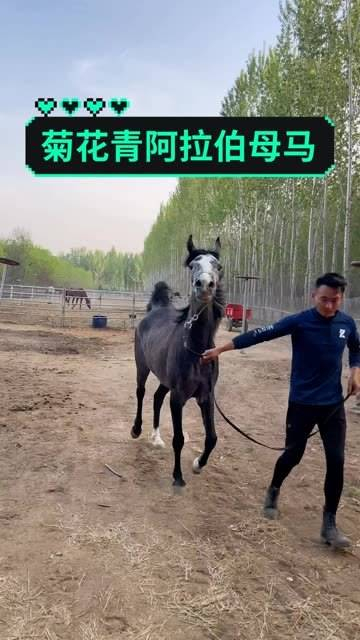 菊花青 阿拉伯母马!
