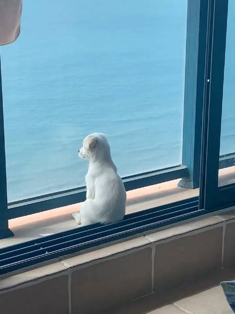 独自早起看海的小狗,面对这广阔的大海,吹着海风,它的小脑袋在想些