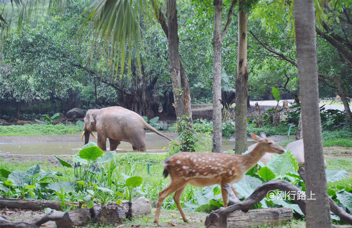 当春日和煦的阳光洒满了广州香江野生动物园,带着对野生动物的向往