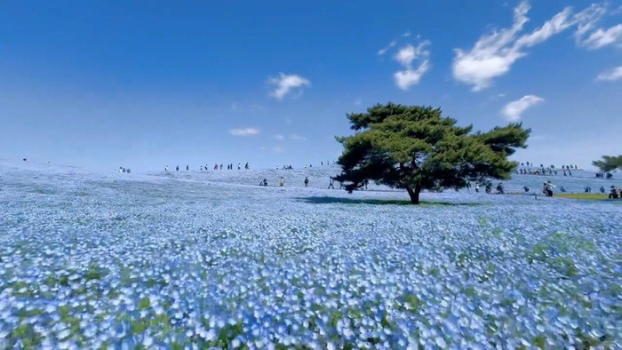 茨城县国营常陆海滨公园的粉蝶花,满开后与天空形成一整片蓝色