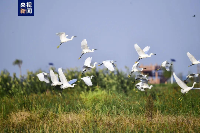 白洋淀景区明起试运营!"五一"正式开放|白洋淀景区|景点|景区_新浪新